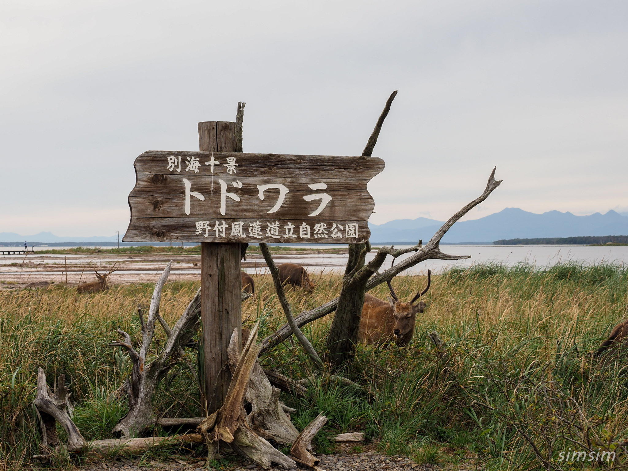 野付半島エゾシカ