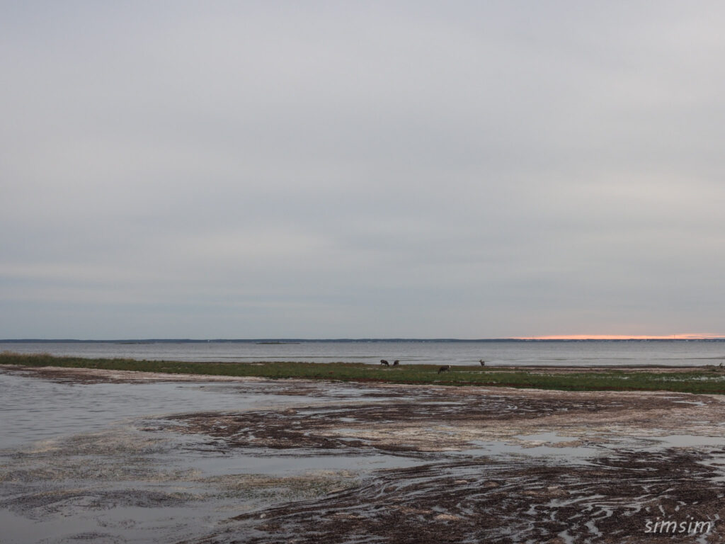 野付半島エゾシカ