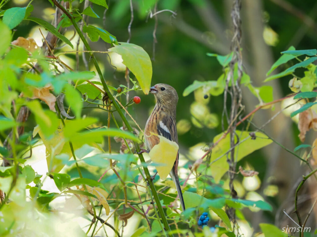 千葉の江戸川河川敷ベニマシコ