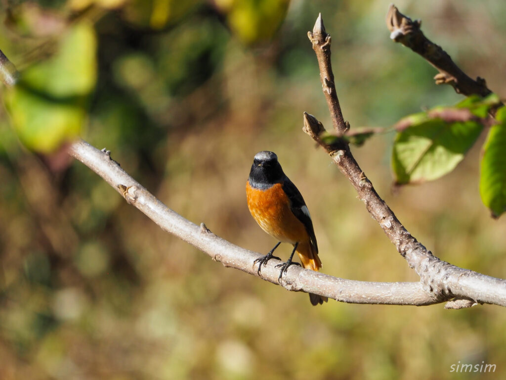 埼玉の公園ジョウビタキ