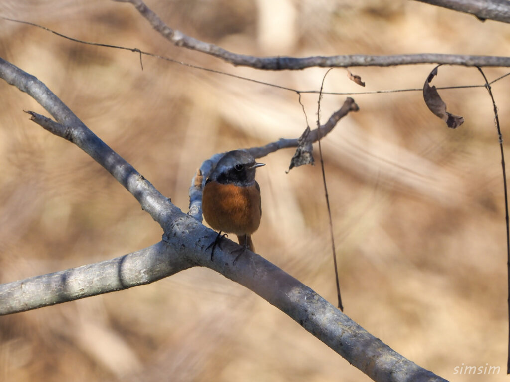 埼玉の公園ジョウビタキ