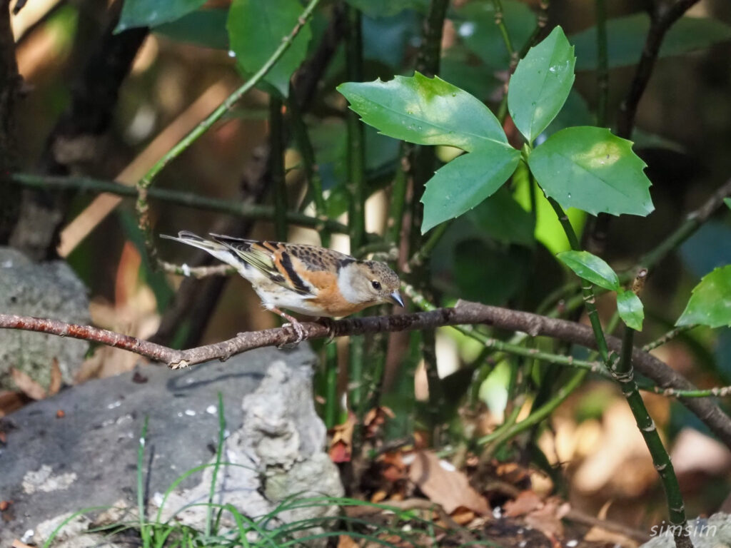 東京公園アトリ