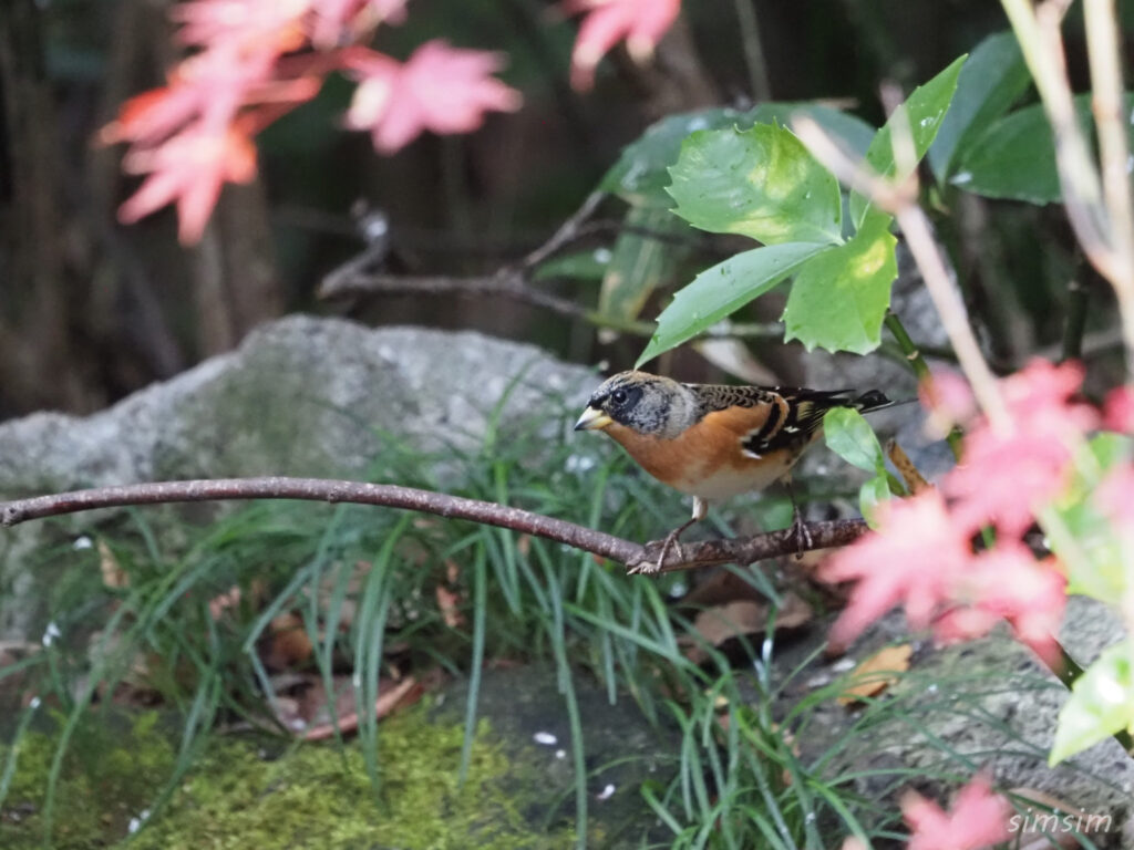 東京公園アトリ