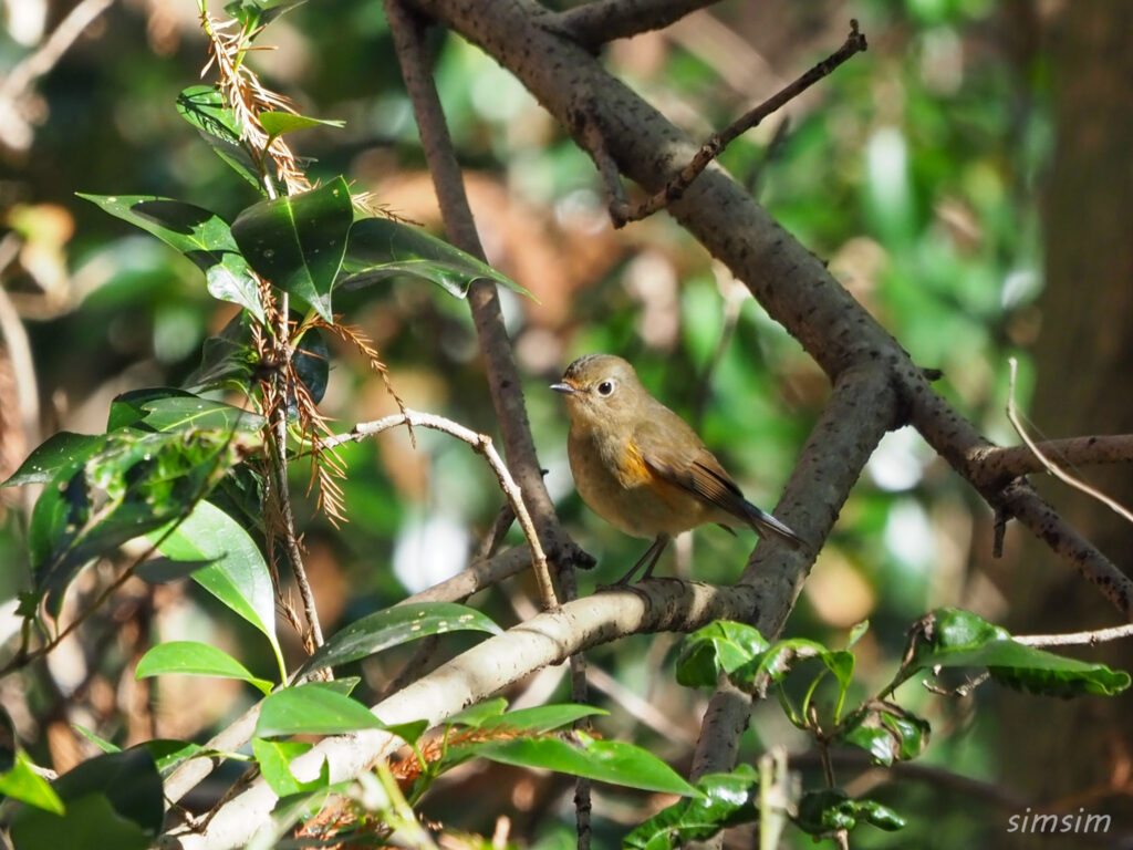 埼玉の公園ルリビタキ