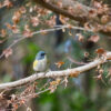 千葉の公園ルリビタキ