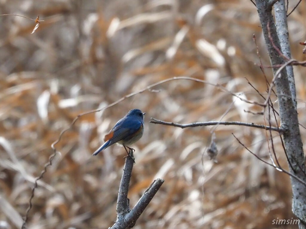 千葉の公園ルリビタキ