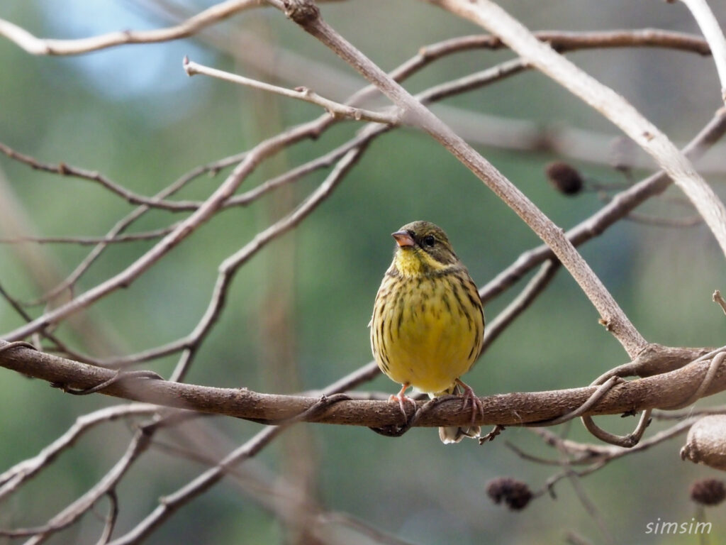 千葉の公園アオジ