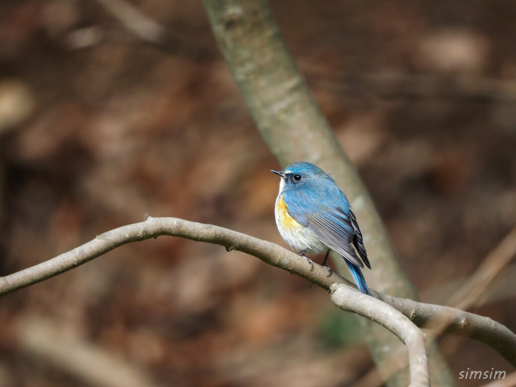 千葉の公園ルリビタキ