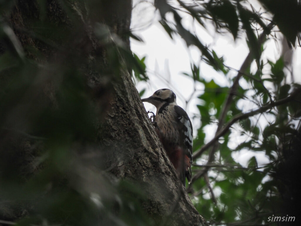 千葉の公園オオアカゲラ