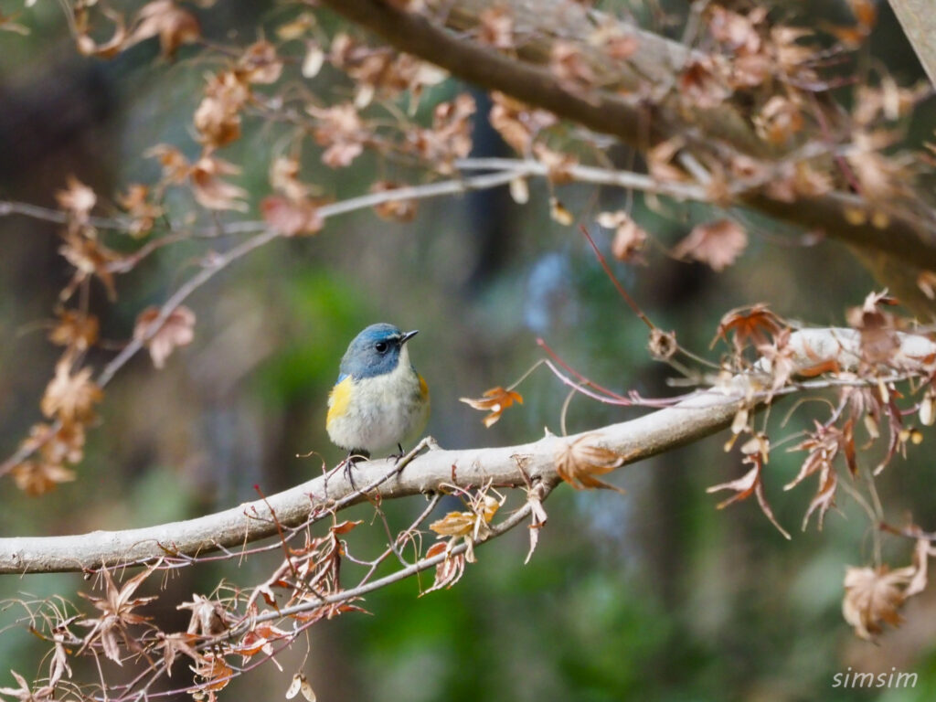 千葉の公園ルリビタキ