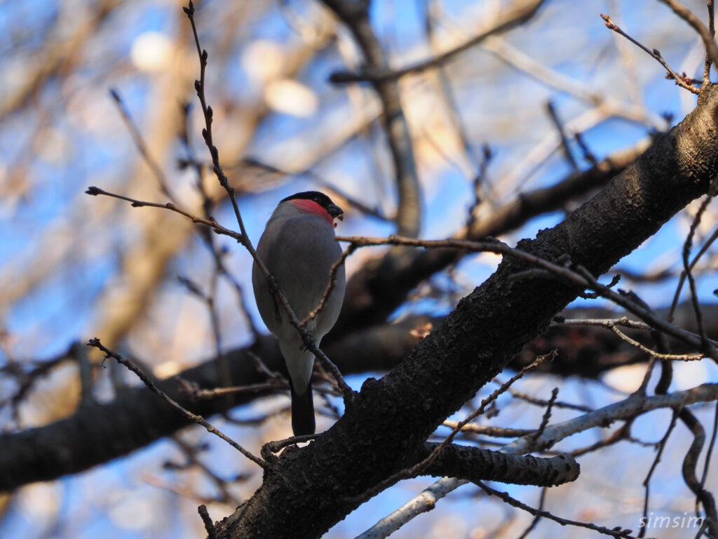 埼玉の公園ウソ