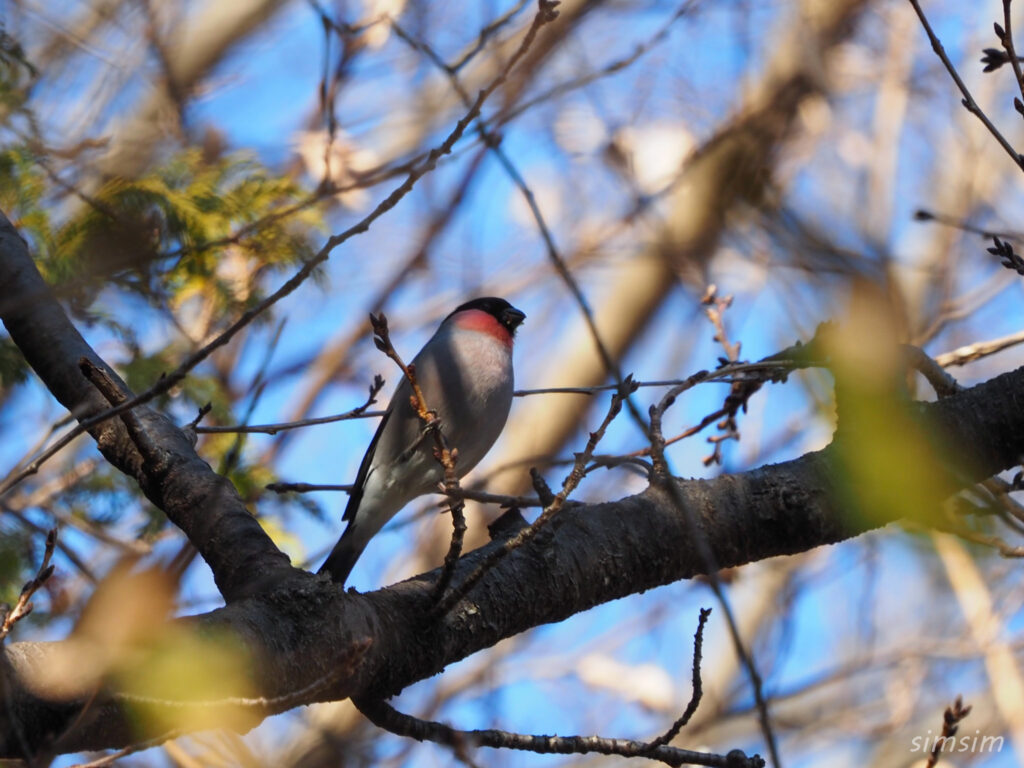 埼玉の公園ウソ