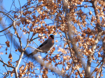 埼玉の公園ウソ