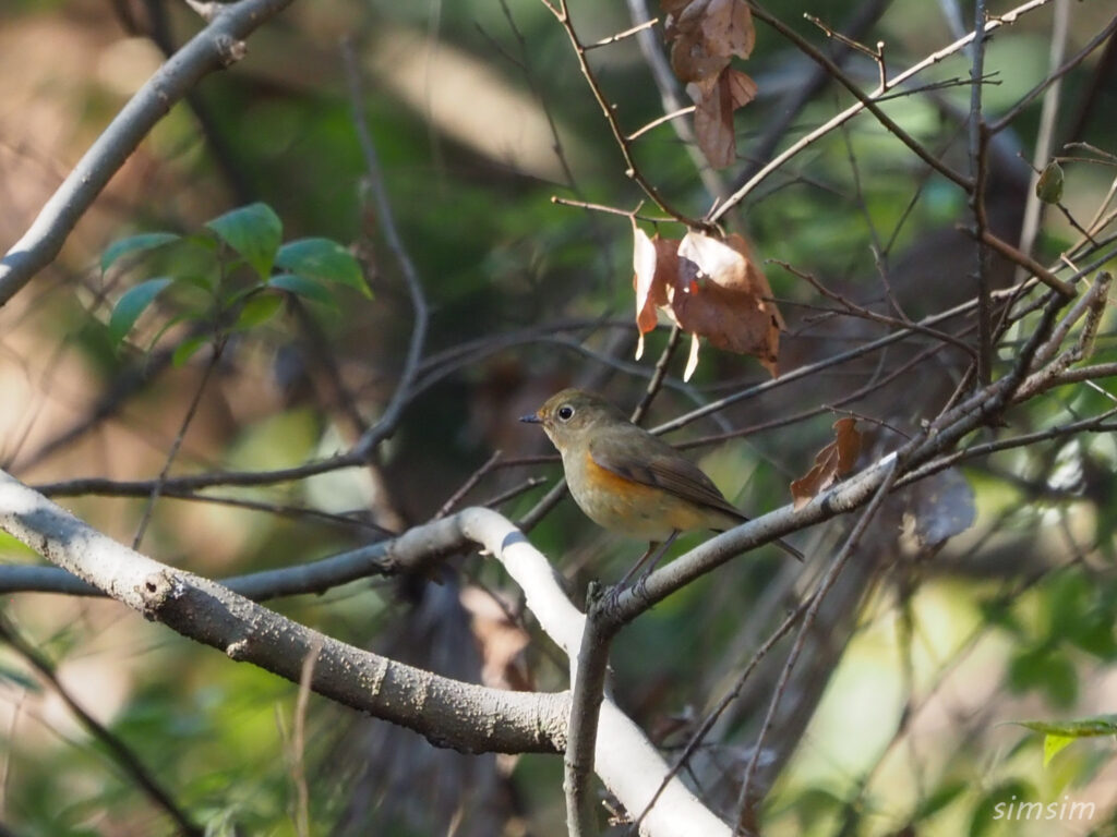 埼玉の公園ルリビタキ