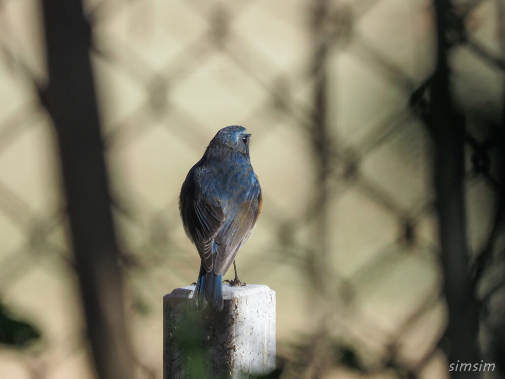 埼玉の公園ルリビタキ