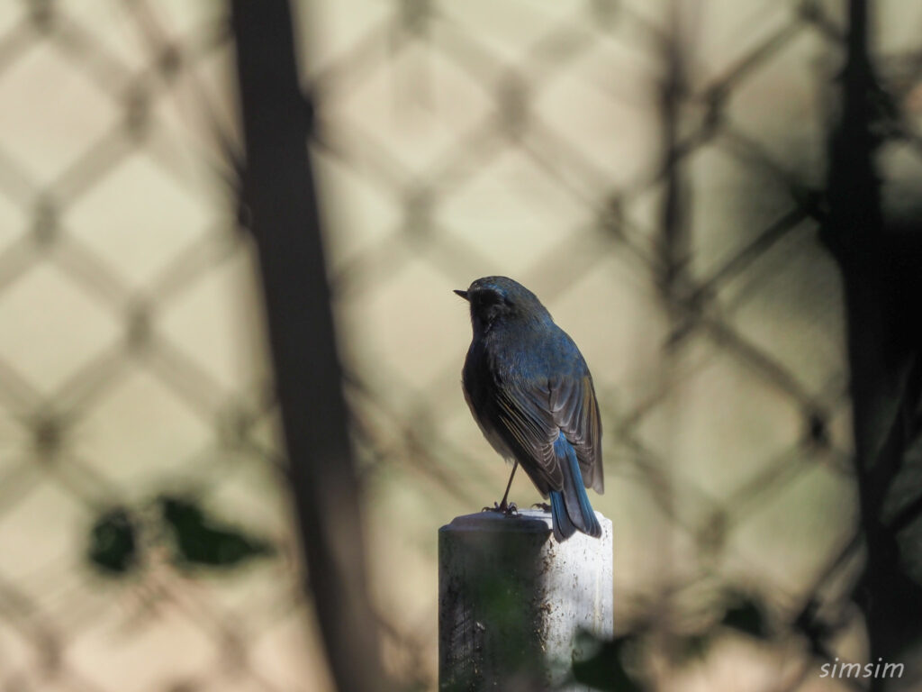 埼玉の公園ルリビタキ