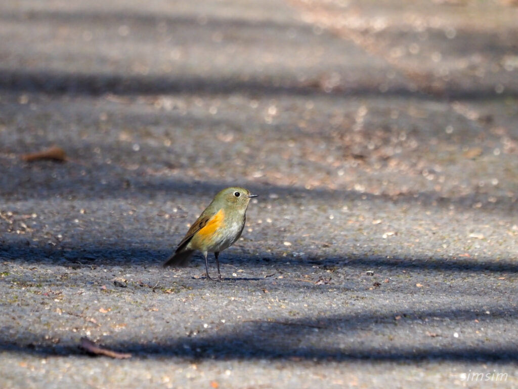 埼玉の公園ルリビタキ