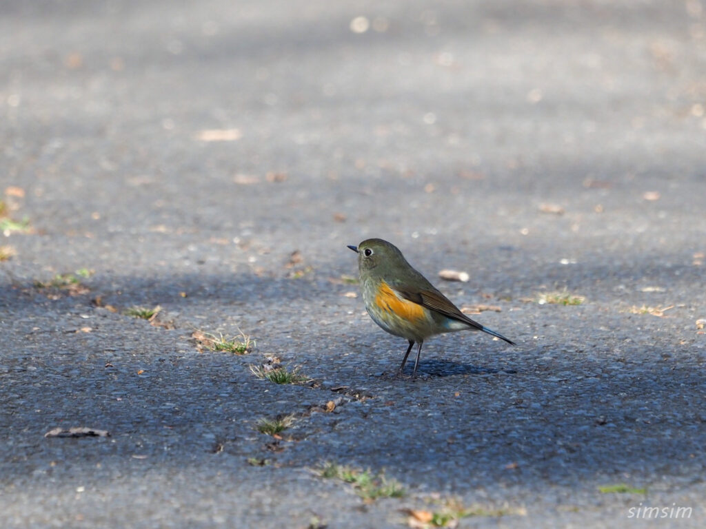埼玉の公園ルリビタキ