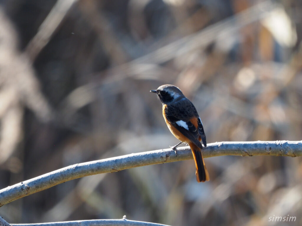 埼玉の公園ジョウビタキ