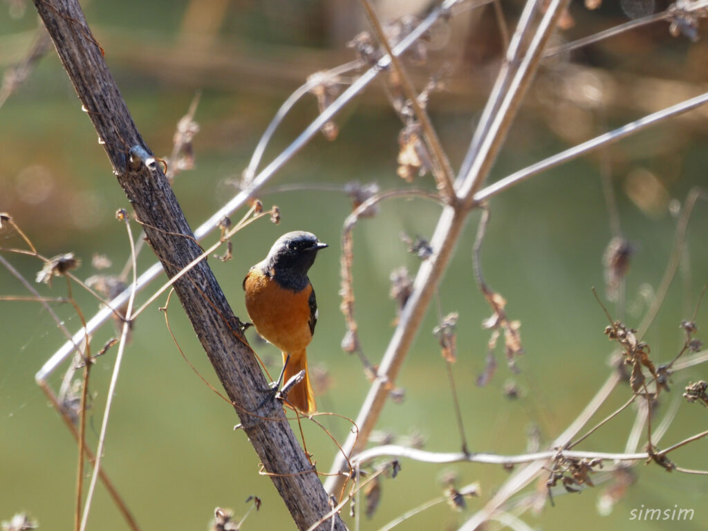 埼玉の公園ジョウビタキ