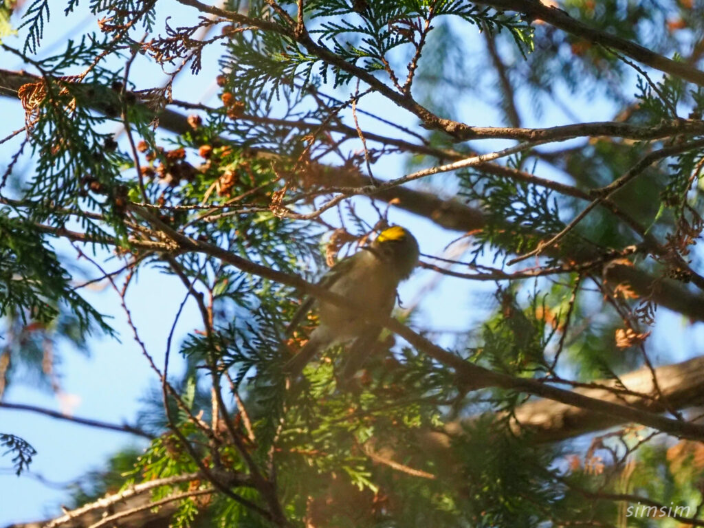 埼玉の公園キクイタダキ