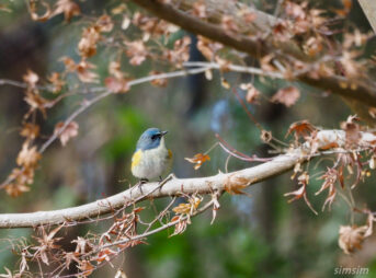 千葉の公園ルリビタキ