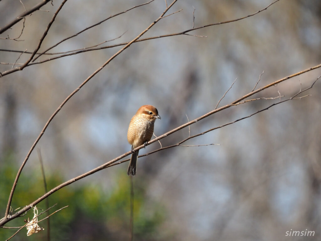 埼玉の公園モズ