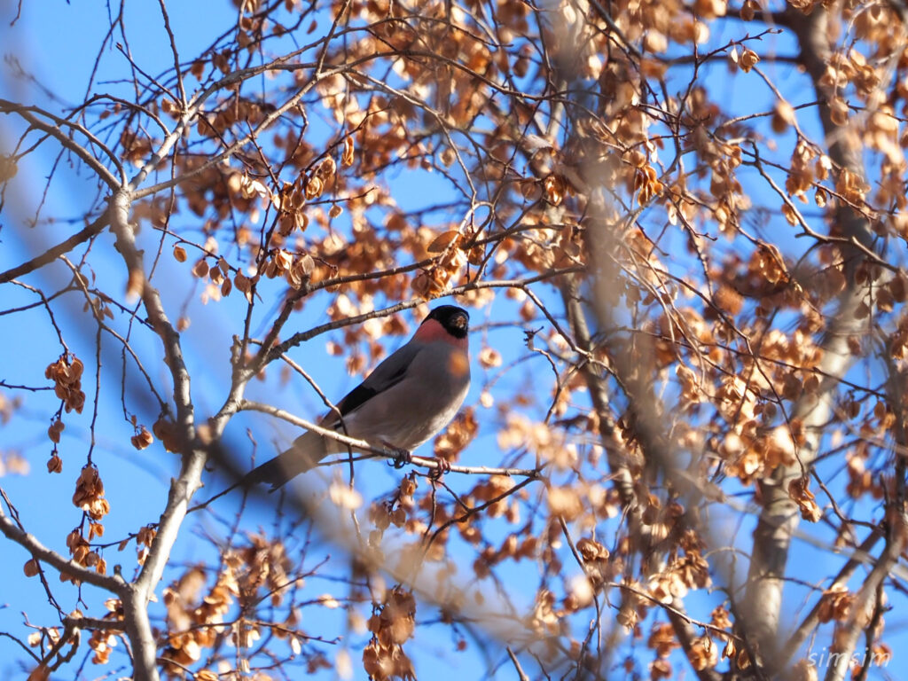 埼玉の公園ウソ