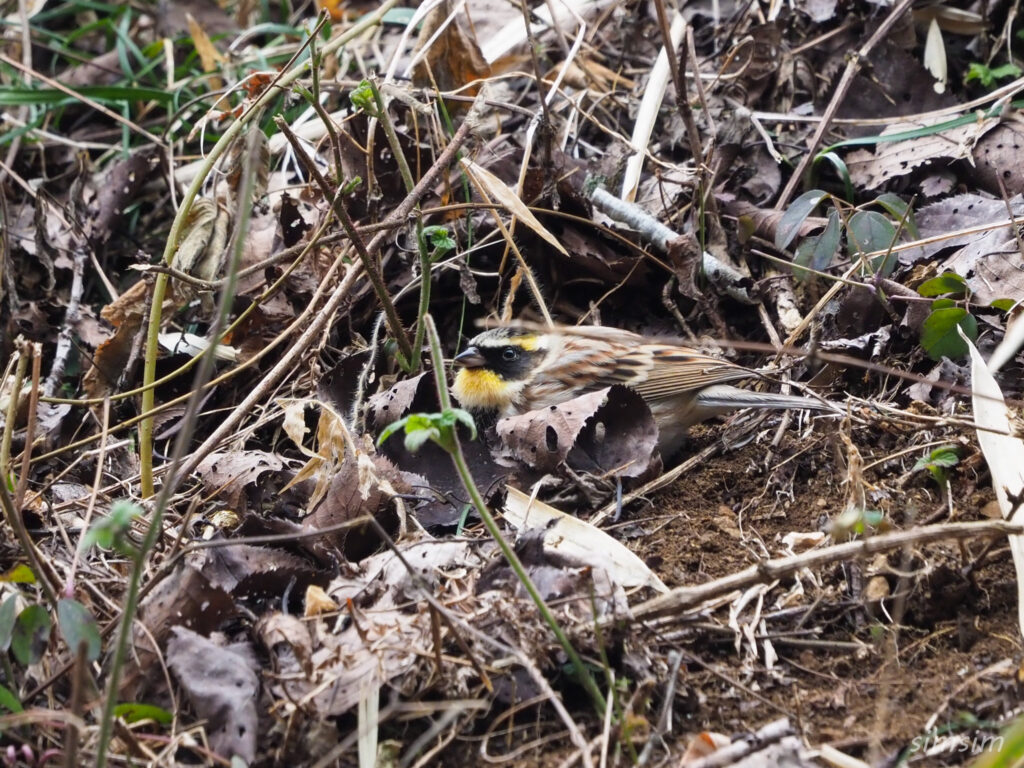 東京の公園ミヤマホオジロ