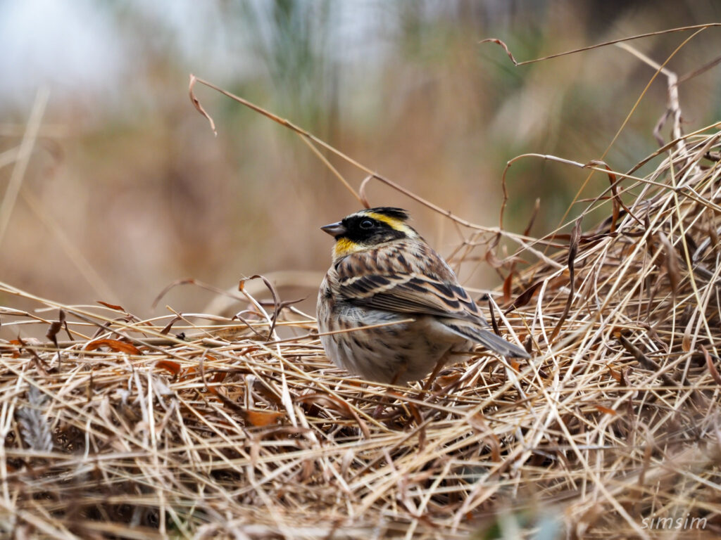 東京の公園ミヤマホオジロ