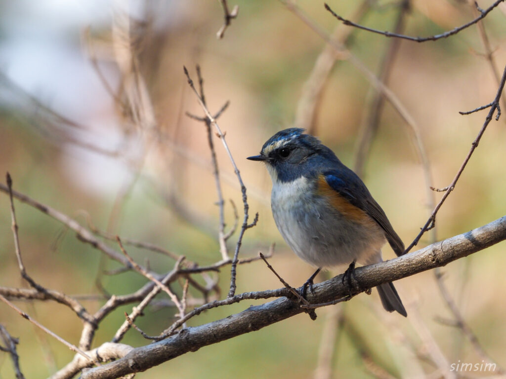 埼玉の公園　ルリビタキ