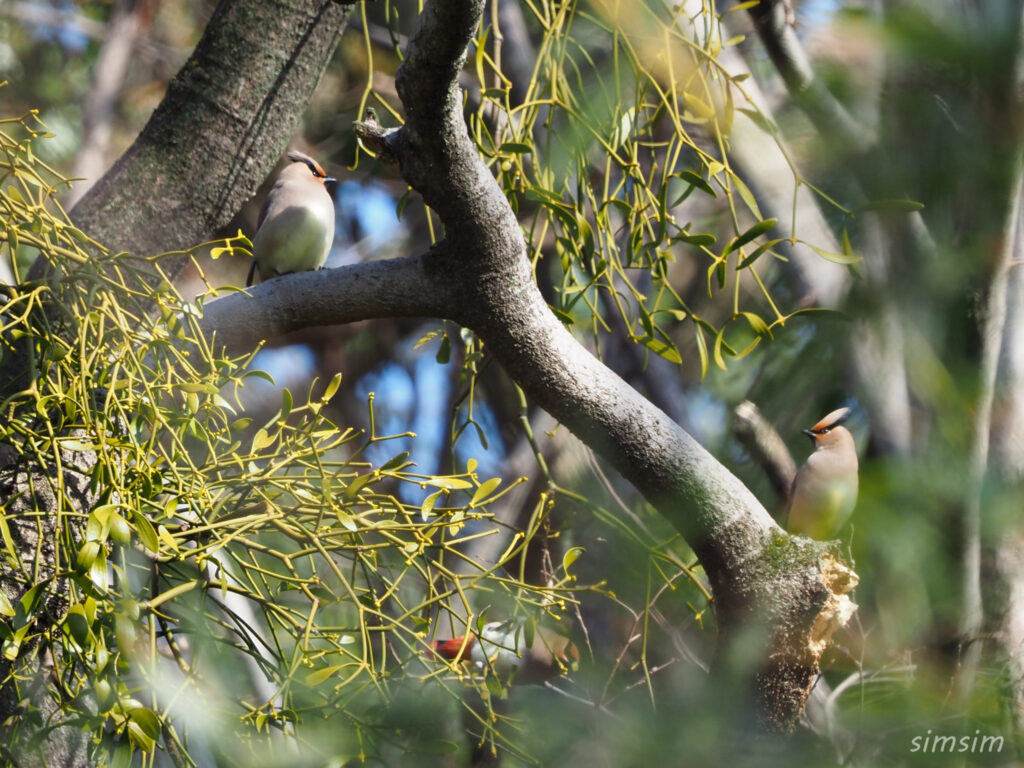 埼玉の公園　ヒレンジャク