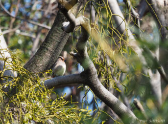 埼玉の公園　ヒレンジャク