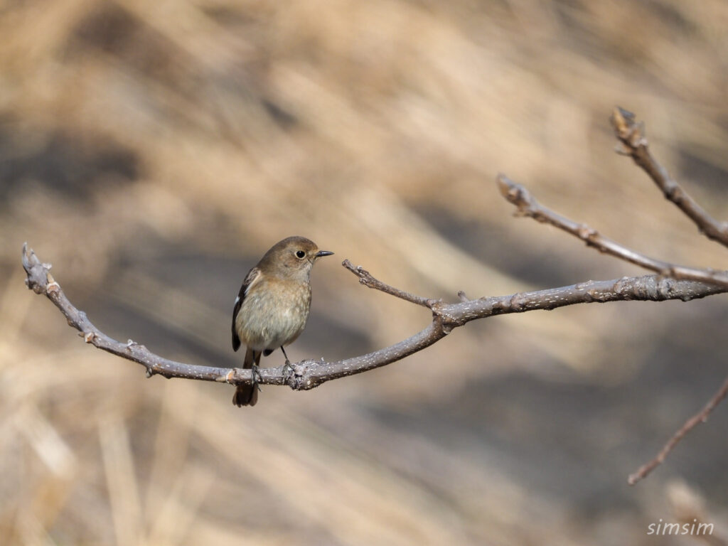 埼玉の公園　ジョウビタキ