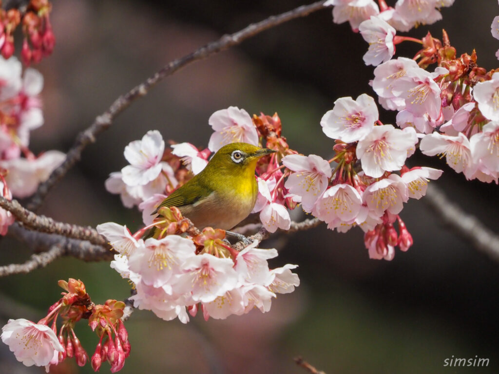 新宿御苑 寒桜とメジロ