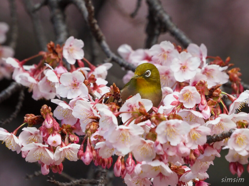 新宿御苑　寒桜とメジロ