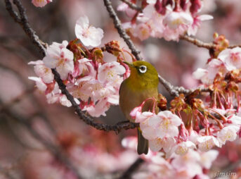 新宿御苑　寒桜とメジロ
