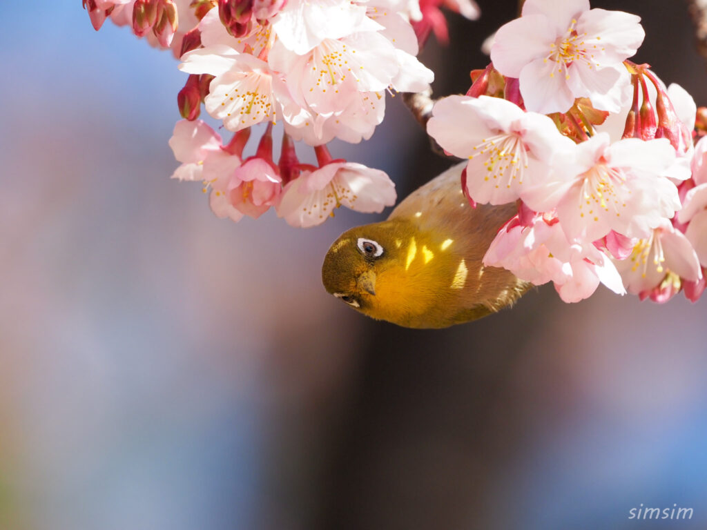 新宿御苑　寒桜とメジロ