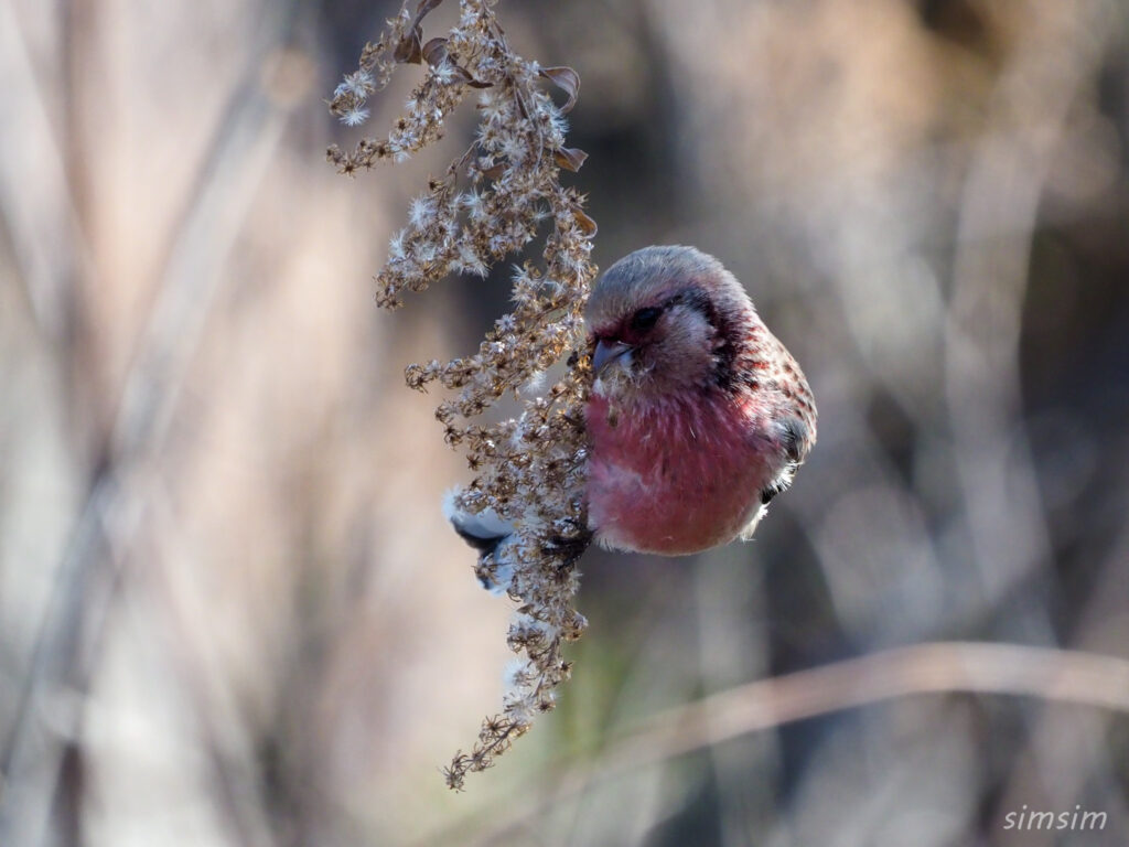 渡良瀬遊水地 ベニマシコ