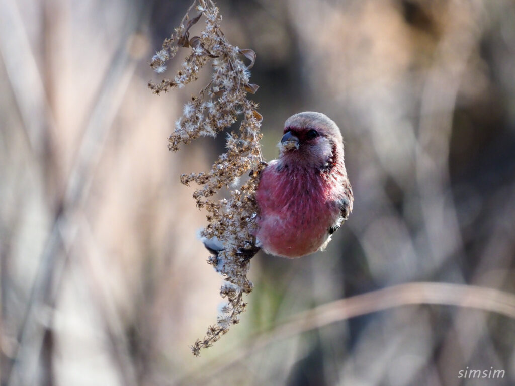 渡良瀬遊水地 ベニマシコ