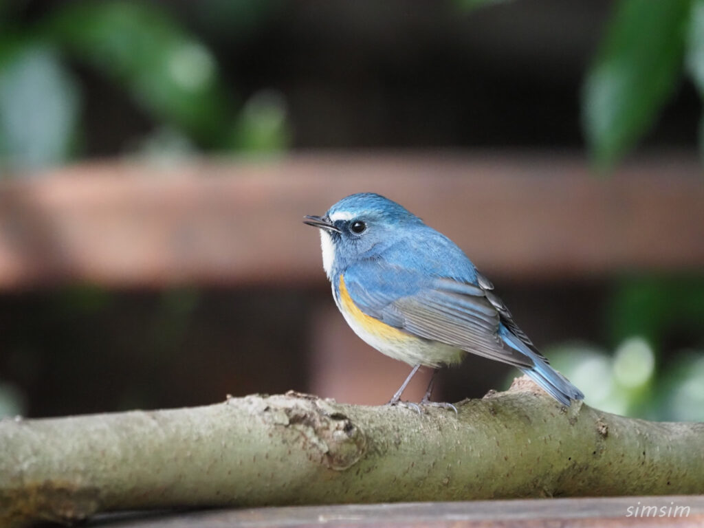 千葉の公園 ルリビタキ