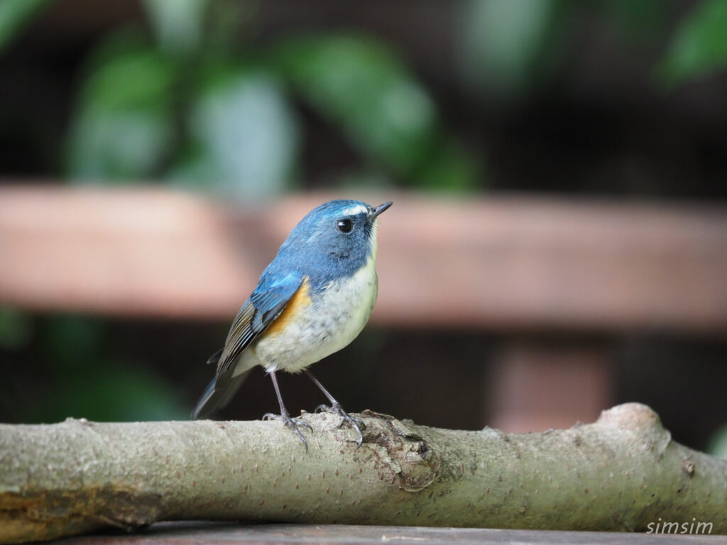 千葉の公園 ルリビタキ
