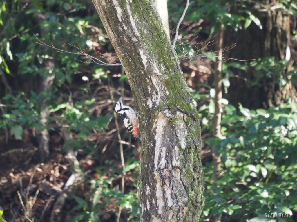 千葉の公園 オオアカゲラ