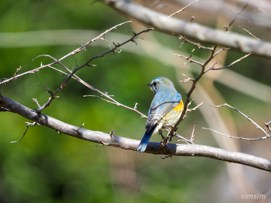 千葉の公園　ルリビタキ