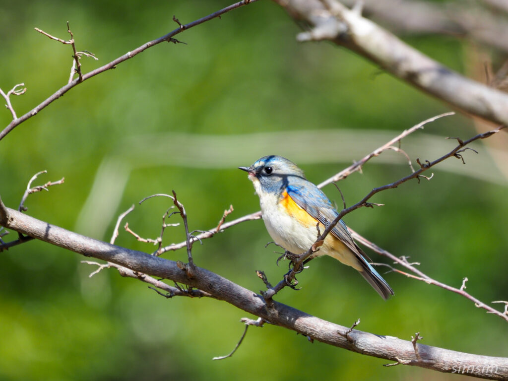 千葉の公園　ルリビタキ