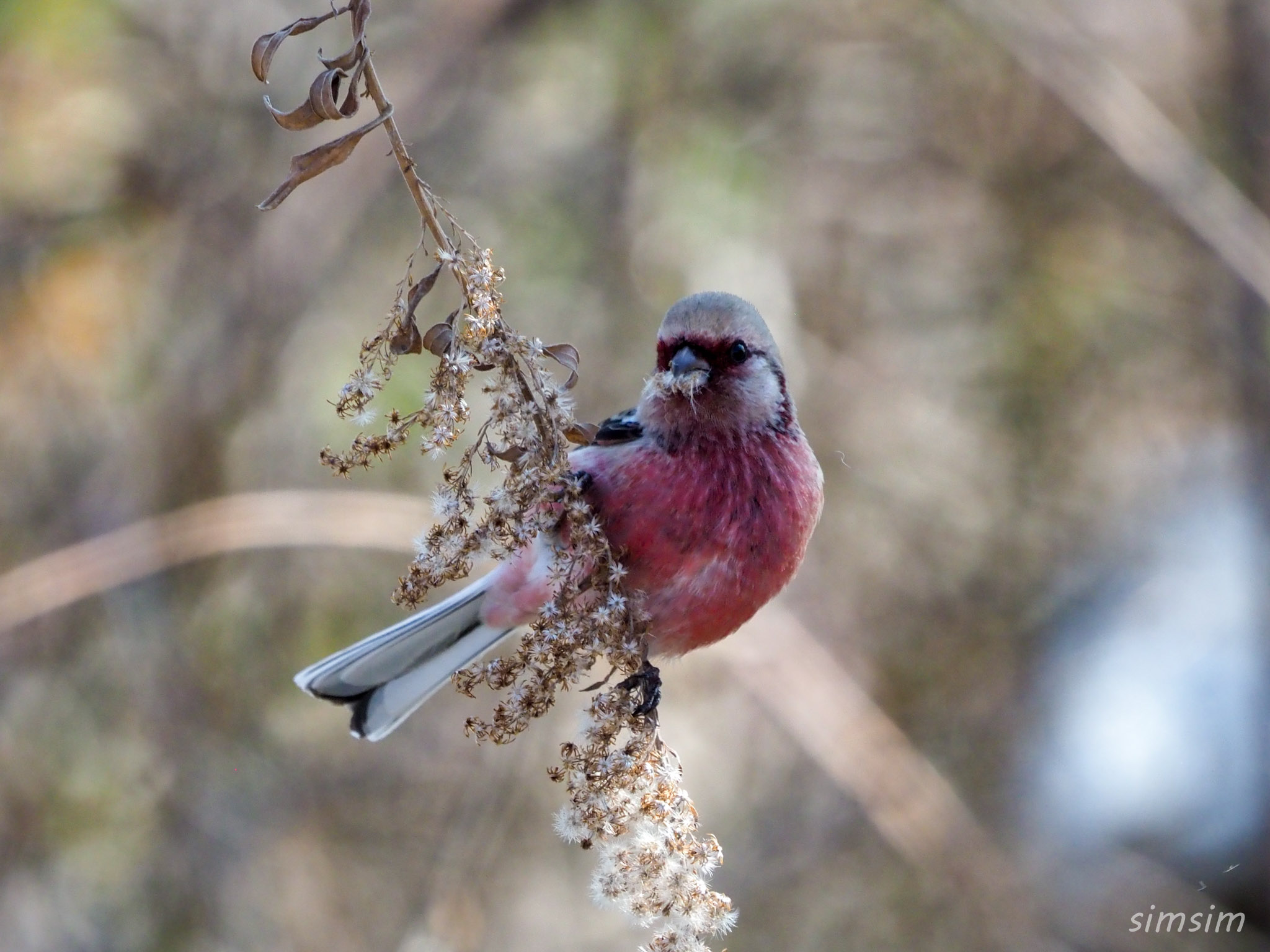 渡良瀬遊水地　ベニマシコ