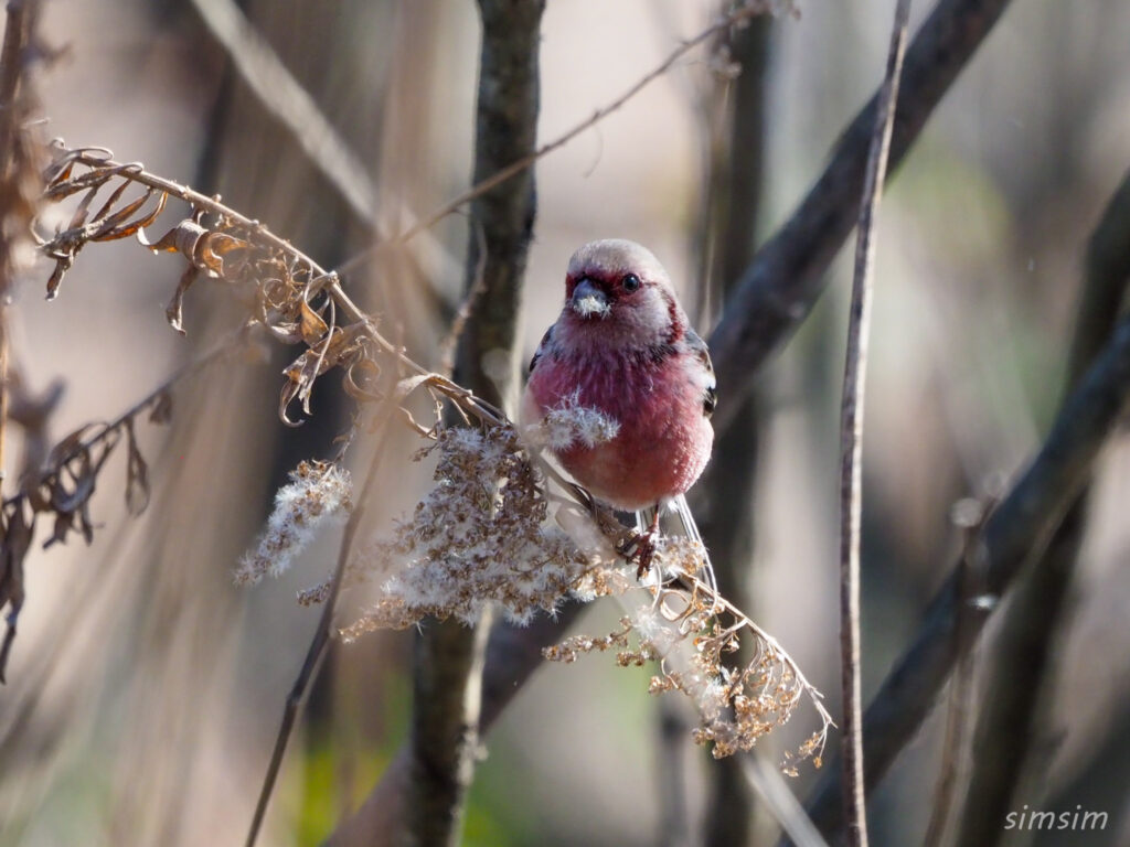 渡良瀬遊水地 ベニマシコ