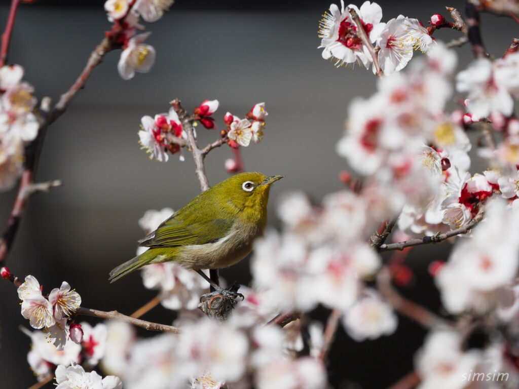 東京の公園 ウメジロー