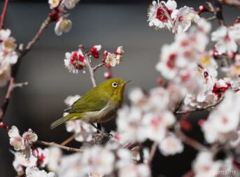 東京の公園　ウメジロー