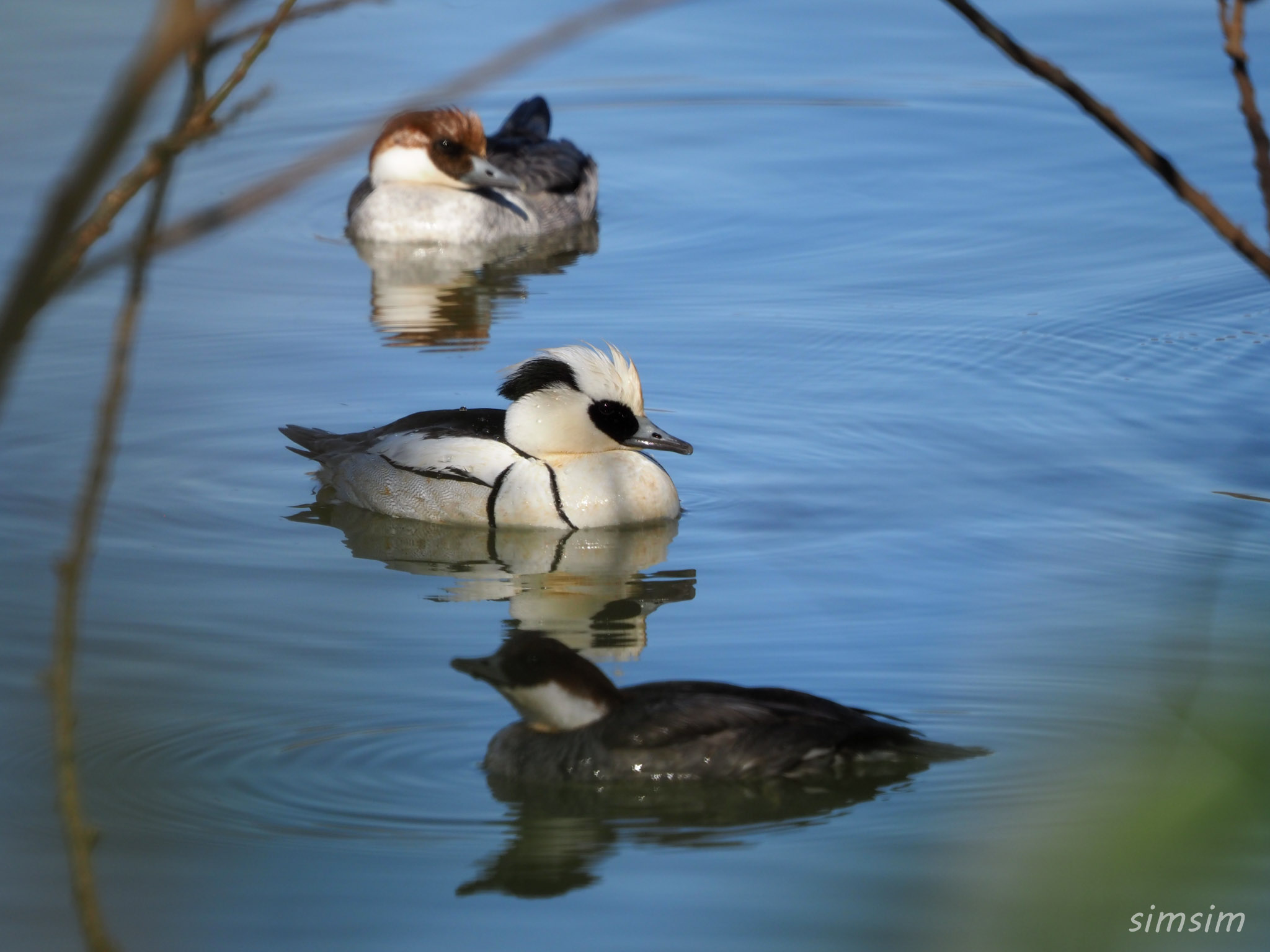 埼玉公園　ミコアイサ